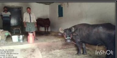 बैकुंठपुर: कसरा निवासी सियाराम बरसात और ठंड की परेशानी से हुए मुक्त, सुरक्षित सेड ने बढ़ाई दूध उत्पादन क्षमता और आत्मनिर्भरता