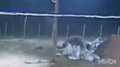 कोरबा: धान के स्टॉक के पास हाथी का विचरण, सुरक्षा इंतजामों में बढ़ी चुनौतियां