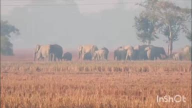 মৰঙী: পাতকটীয়া-দগাঁৱৰ ধাননি পথাৰত ভোকাতুৰ বন্যহস্তীৰ উপদ্ৰৱ, ৰোধ কৰাত বন বিভাগ ব্যৰ্থৰ অভিযোগ