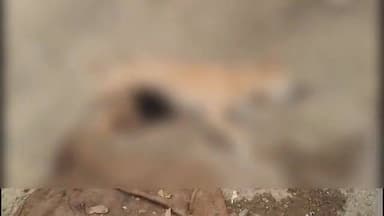 চাকদা: চাকদা থানার বিষ্ণুপুরের রাহা পাড়ায় বেপরোয়া বাসের ধাক্কায় মৃত্যু দুটি সারমেয়োর,বাস আটকে বিক্ষোভ স্থানীয়দের