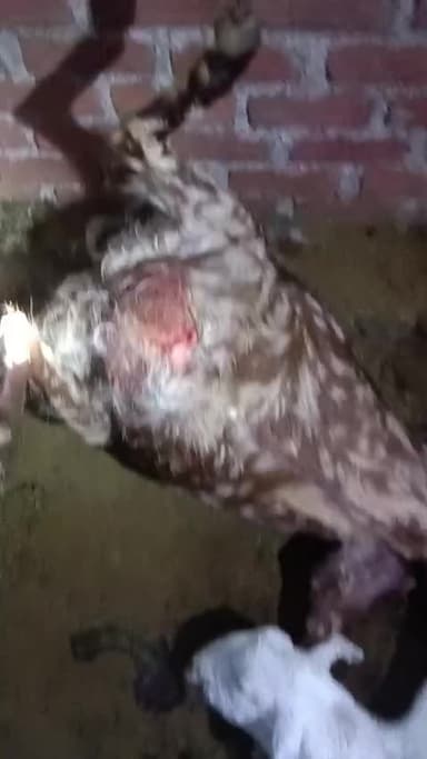 करेड़ा: रिची का बाड़िया में पैंथर ने तीन बकरियों का किया शिकार, मची अफरा-तफरी, वन विभाग की टीम कर रही पैंथर की तलाश