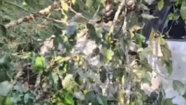 কার্শিয়ং: কার্শিয়াং থেকে সিটং ফেরার পথে গাড়ি খাদে পড়ে মৃত্যু হল তিনজনের