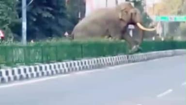 डोईवाला: जोलीग्रांट एयरपोर्ट रोड पर अचानक हाथी का प्रवेश, वीडियो देखकर आप चौंक जाएंगे