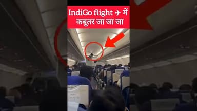 ✈️ IndiGo flight में कबूतर 🤣 #shorts #indigo #india #airport #shortsfeed #youtubeshorts