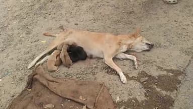 চাকদা: বেপরোয়া বাসের ধাক্কায় মৃত্যু হল দুটি সারমেয় শাবক মায়ের, উত্তেজিত জনতা বাস আটকে দেখালো বিক্ষোভ