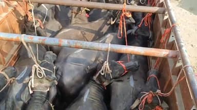 #बदायूं थाना कादरचौक क्षेत्र की पशु बाजार में पशु क्रूरता रुकने का नाम नहीं ले रही, पशु चिकित्सक सामने खड़े होके भरवाते ...