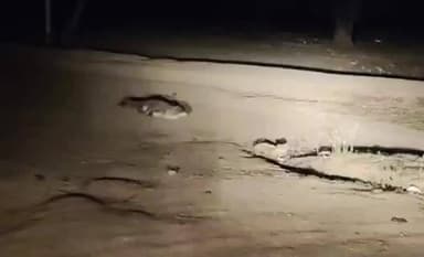 కుల్చారం: కొల్చారం ఏడుపాయల రహదారిపై మొసలి ప్రత్యక్ష భయాందోళనలో వాహనదారులు