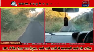 NFL परिसर में तेंदुए की दोबारा दस्तक, वीडियो वायरल, वन विभाग अलर्ट