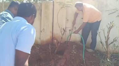 ಕೃಷ್ಣರಾಜಪೇಟೆ: ವಸತಿ ಶಾಲಾ ಆವರಣದಲ್ಲಿ ಜೋಡಿ ಹಾವುಗಳನ್ನು ಕಂಡು ಆತಂಕ, ಕೆ ಆರ್ ಪೇಟೆ ತಾಲ್ಲೂಕು ಶೆಟ್ಟಿ ನಾಯಕನಕೊಪ್ಪಲು ಗ್ರಾಮದಲ್ಲಿ ಘಟನೆ