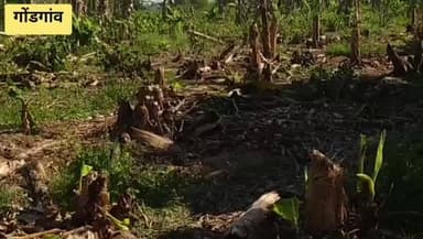 भडगाव: मुरलीधर पाटील यांच्या गोंडगाव-दलवाडे शेत शिवारात बिबट्याने पाडला बैलाचा फडशा, नुकसान भरपाईची मागणी,