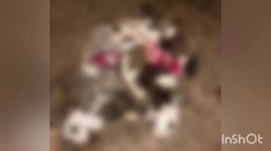 आटपाडी: करगणीत मेंढ्यांवर लांडग्याचा हल्ला,16 मेंढ्या ठार,परिसरातील मेंढपाळ भीतीच्या छायेत