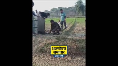 आगरा:निबोरा क्षेत्र में घायल हयाना का वाइल्डलाइफ़ एसओएस टीम ने किया रेस्क्यू #wildlife #wildanimals