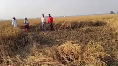 चंदौली: डेहरिया में फसल बीमा योजना के तहत धान की क्राप कटिंग प्रयोग संपन्न हुआ