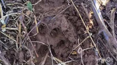 पारोळा: बाहुटे शिवारात शेतकऱ्यांनी बिबट्या पहिला वनविभागाच्या कर्मचाऱ्यांनी ठसे पाहून दिला दुजोरा