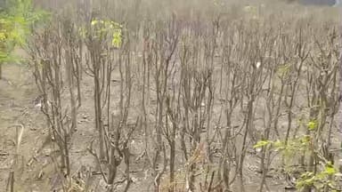 ஆவடி: வானகரம் பகுதியில் விவசாய நிலத்தில் கலக்கும் கழிவுநீரால் கீரை விவசாயி பாதிப்பு