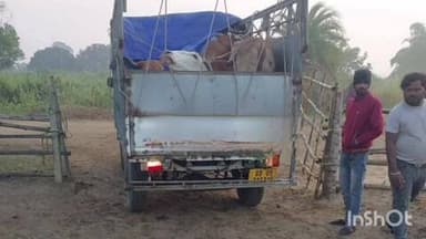 ବେଗୁନିଆ: ବାଘମାରି ଥାନା ଅଞ୍ଚଳରୁ ଗୋରୁ ଗାଡି ଜବତ