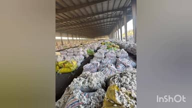 રાજકોટ પૂર્વ: રાજકોટ યાર્ડ કપાસથી ઉભરાયું: 29000 મણ આવક