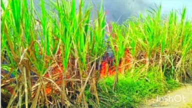 आटपाडी: दिघंचीत ३० एकर ऊस भस्मसात