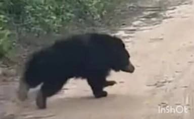 गरुड़: मजकोट गांव में शावकों के साथ भालू दिखने से ग्रामीण दहशत में, वन विभाग की टीम मौके पर पहुंची