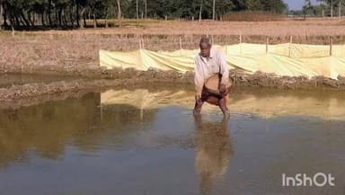 হিলি: হিলির কৃষকরা মনোযোগ দিচ্ছেন বোরো ধানের চারা পরিচর্যায়