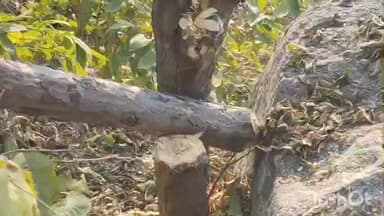 बांके बाज़ार: बाँके बाज़ार प्रखंड के चांदपुर गांव के जंगल में पेड़ों की कटाई, वन विभाग के अधिकारी बेखबर