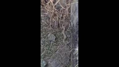 ઉમરગામ: ભીલાડમાં આવેલા પાવર હાઉસમાં એક ટાંકીમાં પડેલા ત્રણ રસેલ વાઇપર સાપનું રેસ્ક્યુ