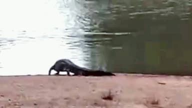 ಬಾದಾಮಿ: ಕಳಸ ಗ್ರಾಮದ ಮಲಪ್ರಭ ನದಿಯಲ್ಲಿ ಕಾಣಿಸಿಕೊಂಡ ಮೊಸಳೆ, ಗ್ರಾಮಸ್ಥರಲ್ಲಿ ಆತಂಕ