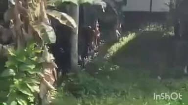 തിരുവല്ല: തിരുവല്ല പുളിക്കീഴിൽ വിരണ്ടോടിയ പോത്ത് 5 പേരെ കുത്തി പരിക്കേൽപ്പിച്ചു