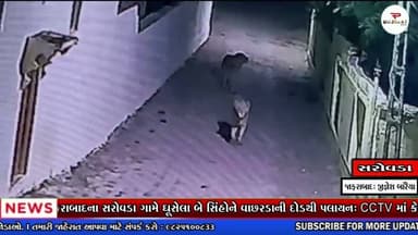 જાફરાબાદ સરોવડા ગામે 2 સિંહો ઘૂસ્યા, વાછરડાની દોટથી સિંહ ઊભી પૂંછડીએ ભાગતા દ્રશ્યો વાયરલ