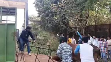 मुरादाबाद: प्रशासन ने आवारा सांड के हमले का लिया संज्ञान, आवारा सांडों को पकड़ने के लिए भेजी टीम