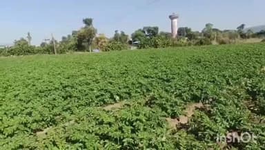 ઇડર: ઇડર તાલુકામાં જિલ્લામાં સૌથી
વધુ રવિપાકનું ૩૪,૨૧૭ હેકટર
વાવેતર થયું
આજે સવારે ૧૧ વાગે મળેલી માહિતી મુજબ ઇડર તાલુકામાં