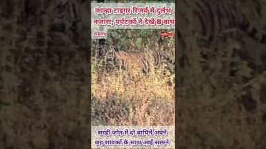 कान्हा में दुर्लभ नजारा | Rare sight | Kanha Tiger Reserve #kanhatigerreserve #tiger #raresight