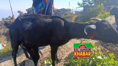 गुमदेश:लोहाघाट ब्लॉक मानाढुंगा (दिगालीचौड़) में बकरी चरा रहे युवक पर गुलदार ने किया हमले का प्रयास बकरी को किया घायल