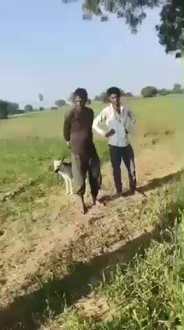 Madh#ya Pradesh ke Chhatarpur jile ki live ghatna gehun mein cut off dawai dalne se gehun jal ke rakh Ho Gaya #Patha