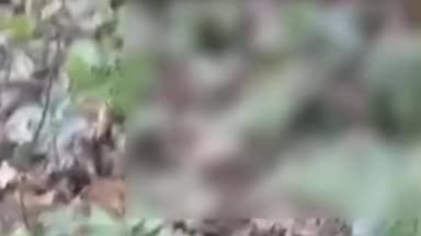 ময়নাগুড়ি: জঙ্গলে কাঠ কুড়োতে গিয়ে হাতির হামলায় মৃত্যু ময়নাগুড়ির রামশাইয়ের এক বাসিন্দার