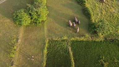 ଯଶିପୁର: କରଞ୍ଜିଆ ବନ ଖଣ୍ଡରେ ଥମୁନି ହାତୀ ଉପଦ୍ରବ । ପୃଥକ ପୃଥକ ସ୍ଥାନ ରେ ଅଛନ୍ତି ୪୯ ହାତୀ