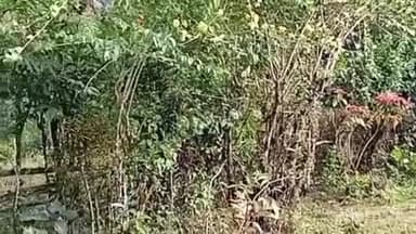 ಶೃಂಗೇರಿ: ಅರಣ್ಯ ಇಲಾಖೆಯ ಮುಂದೆ ಕಣ್ಣೀರಿಟ್ಟು, ಆಕ್ರೋಶ ವ್ಯಕ್ತಪಡಿಸಿದ ಮಹಿಳೆ.!