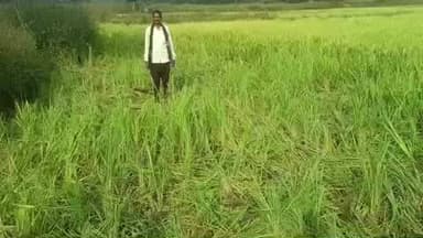 चांदनी बिहरपुर क्षेत्र में 3 महीने से एक हाथी ने मचाया उत्पात, सैकड़ों किसानों की धान की फसल को किया चोपट