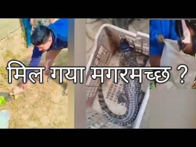 रुड़की पुरानी बंद गंगनहर में पिछले काफी समय से नजर आ रहे मगरमच्छ के एक बच्चे को आज सुबह***