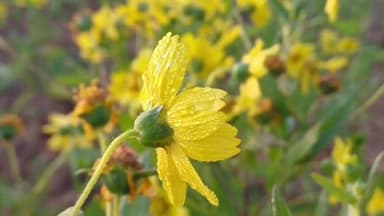 ଯଶିପୁର: ପ୍ରବଳ ଜାଡରେ ଥରୁଛି ଶିମିଳିପାଳ, ଶିମିଳିପାଳରେ ୩° ଡିଗ୍ରୀକୁ ଖସିଲା ପାରଦ