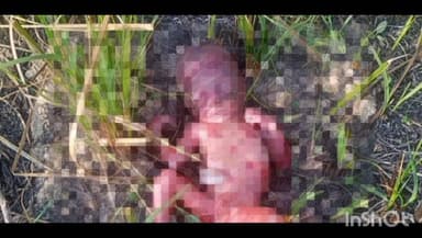 तिर्वा: ठठिया के कन्हई पूर्वा गांव में झाड़ियों में मिला नवजात का शव, मां की ममता हुई शर्मसार