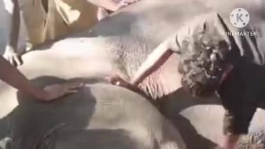 বোকাখাত: কাজিৰঙাত হাতী চাফাৰীত নিয়োজিত হাতী অসুস্থ হৈ হঠাৎ ঢলি পৰিল
ৰাষ্ট্ৰীয় ঘাইপথত