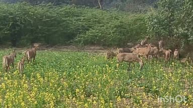 बनियापुर: बनियापुर प्रखंड क्षेत्र में नीलगायों का आतंक, किसानों की बढ़ी चिंता