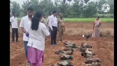 புகளூர்: மயில்கள் விஷ மருந்து சாப்பிட்டதில் உயிரிழப்பு தனியார் தோட்ட உரிமையாளர் சுப்பிரமணி என்பவரை வனத்துறையினர் கைது செய்தனர்.