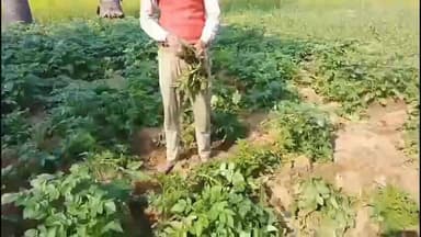 काराकाट प्रखण्ड में जंगली सुवरों के बढ़ते संख्या से फसलों को काफी क्षति