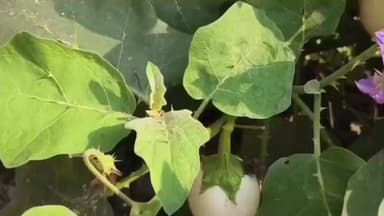 জলঙ্গি: বেগুন তুলতে গিয়ে ভাইয়ের হাতে খুন দাদা! জলঙ্গীতে পারিবারিক রেষারেষিতে চাঞ্চল্য