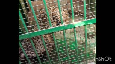 शिराळा: शिवरवाडीत घरात घुसलेल्या बिबट्याला जेरबंद करण्यात वनविभागाला आले यश