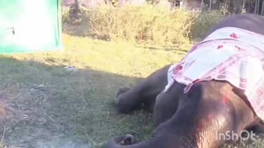 বোকাখাত: অৱশেষত মৃত্যু হ’ল কাজিৰঙাৰ ৰাষ্ট্ৰীয় ঘাই পথত অচেতন হৈ পৰা হাতীজনী৷