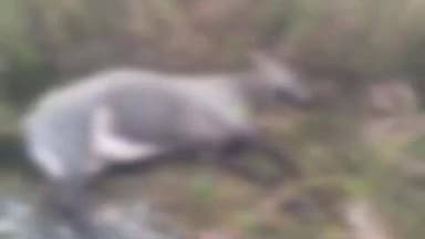 उंटारी रोड: सतबहिनी गांव के पास मालगाड़ी से कटकर नीलगाय की मौत, 10 दिन में दो नीलगायों की ट्रेन से कटने से हुई मौत