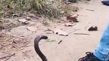 निचलौल: निचलौल जंगल में विभिन्न गांवों से पकड़े गए कोबरा का सफल रेस्क्यू, जंगल में किया गया रिलीज